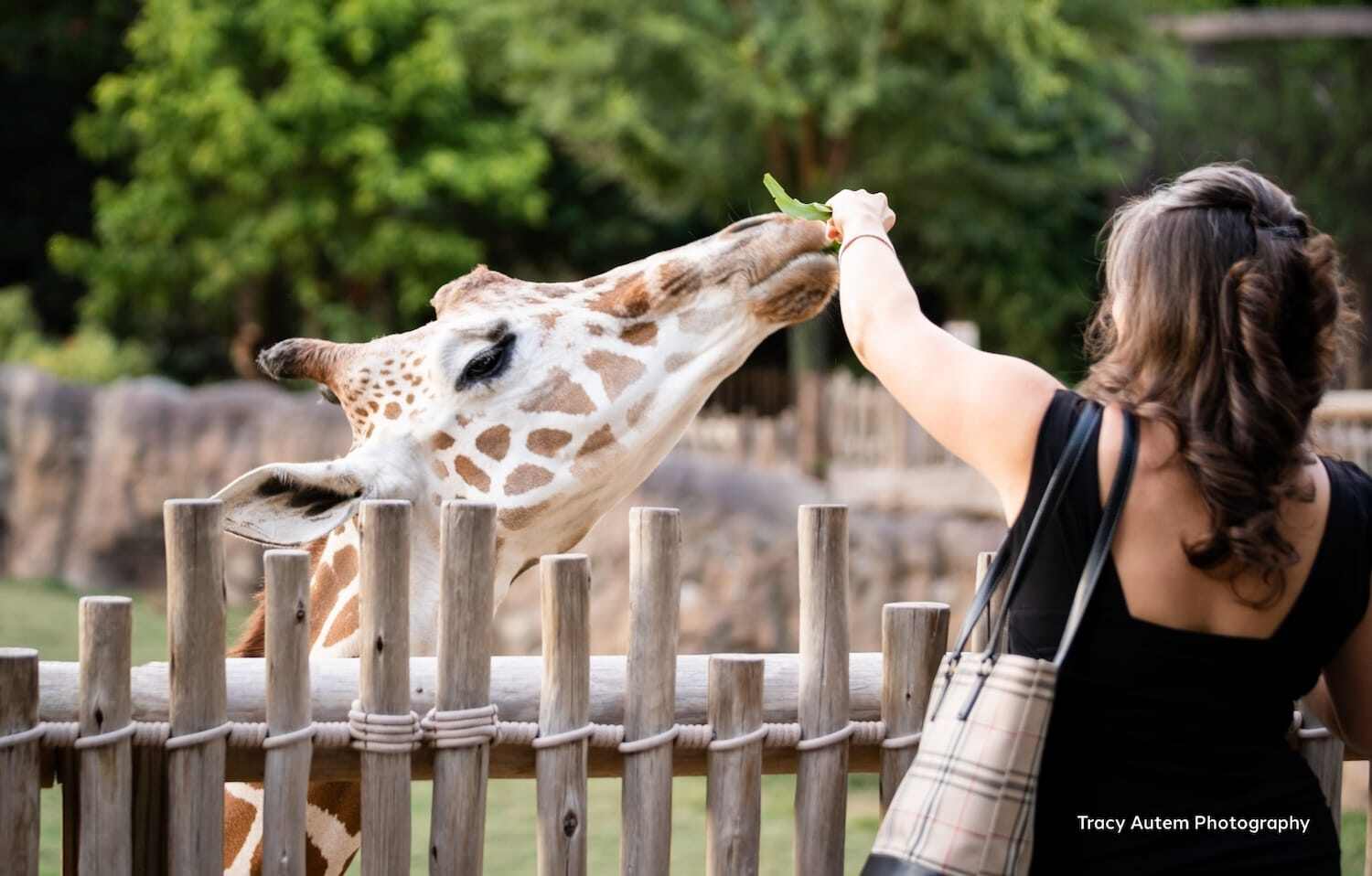 giraffe at wedding feeding