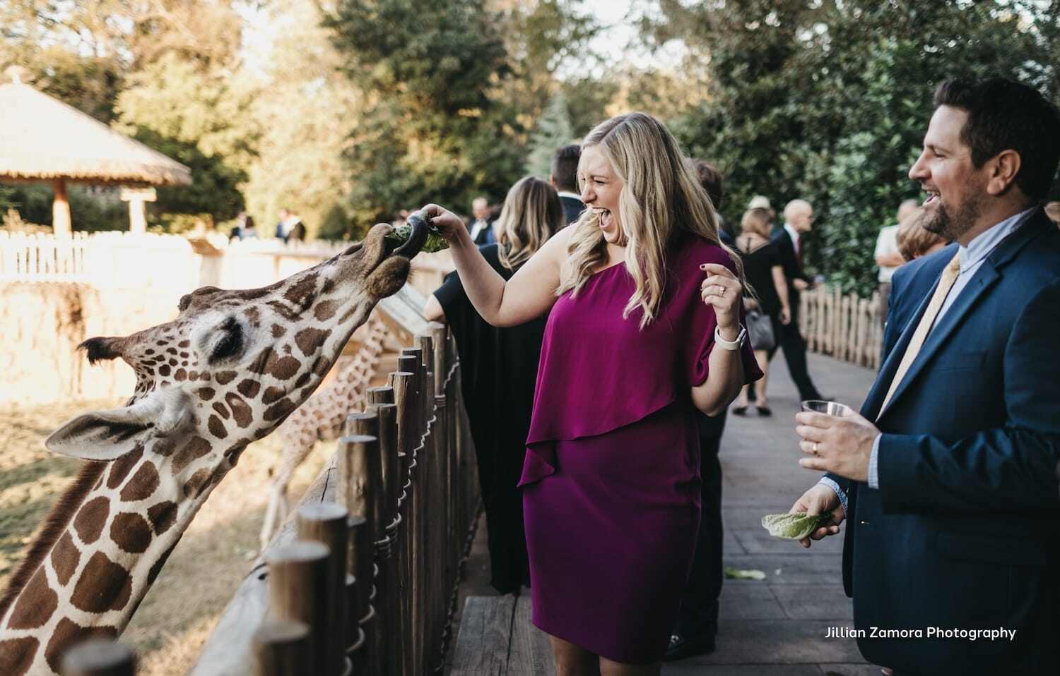 zoo giraffe at wedding