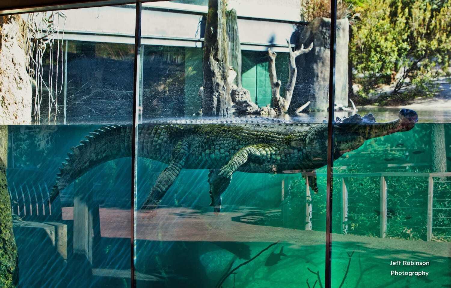 Crocodile