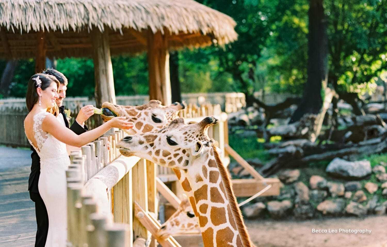 Bride and groom with Giraffe