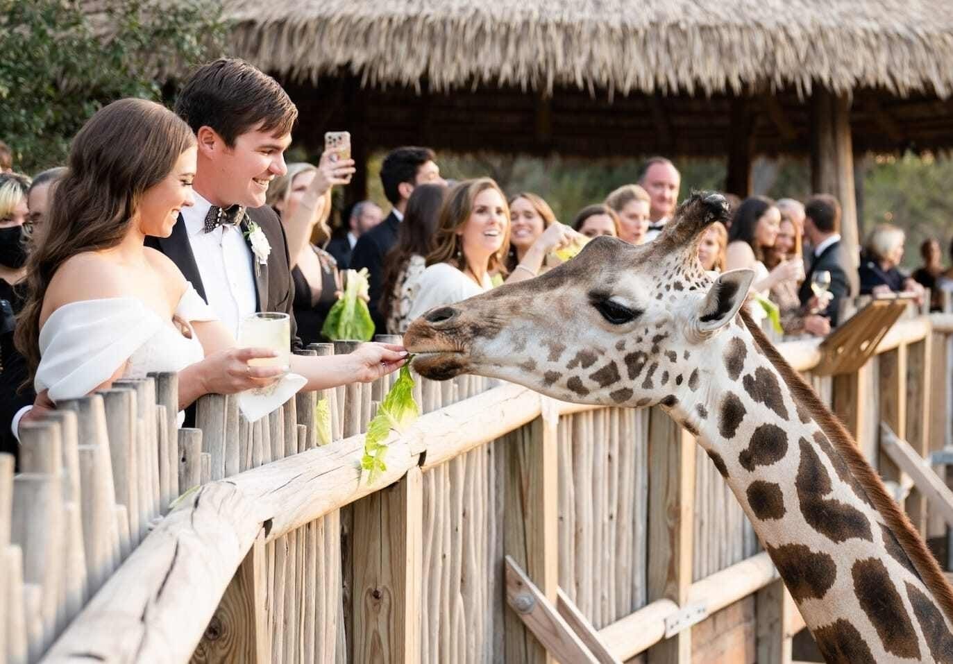 Bride and groom with giraffe